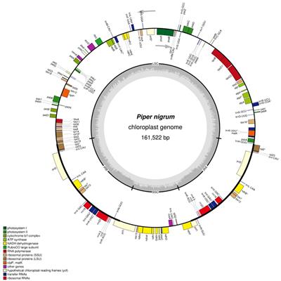 The chloroplast genome of black pepper (Piper nigrum L.) and its comparative analysis with related Piper species